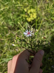 Symphyotrichum oolentangiense