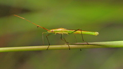 Stenocoris