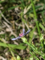 Symphyotrichum oolentangiense