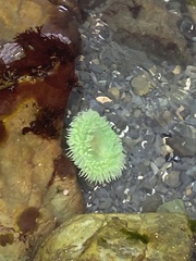 Anthopleura xanthogrammica