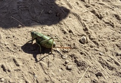 Anabrus simplex