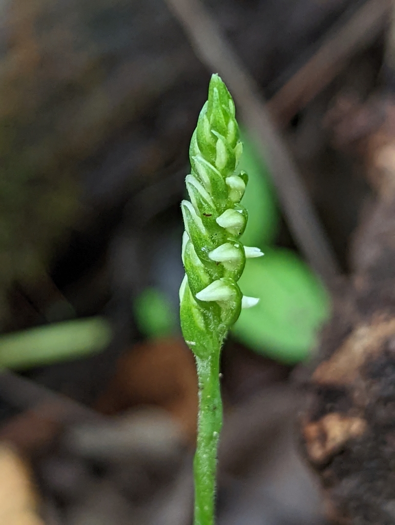 Spiranthes ovalis