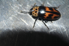 Pselaphacus puncticollis