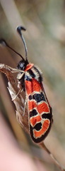 Zygaena fausta