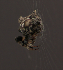 Cyclosa triquetra
