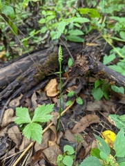 Spiranthes ovalis erostellata