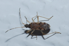 Ozophora picturata