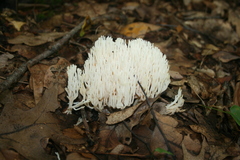 Ramariopsis kunzei