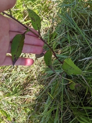 Symphyotrichum oolentangiense