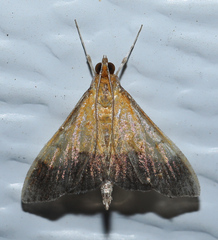 Pyrausta bicoloralis