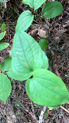 Smilax tamnoides