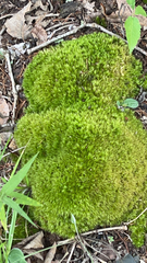Leucobryum glaucum