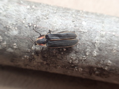 Pyractomena borealis