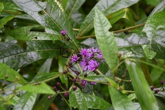 Vernonia