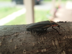 Pyractomena borealis