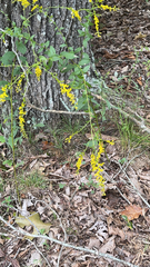 Solidago ulmifolia