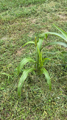 Andropogoneae