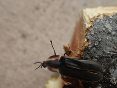 Pyractomena borealis