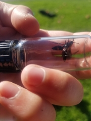 Dasymutilla bioculata