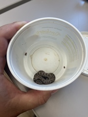 Hypsiglena chlorophaea