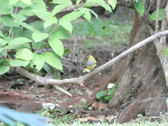 Setophaga discolor