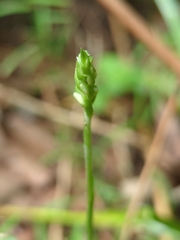 Spiranthes ovalis erostellata