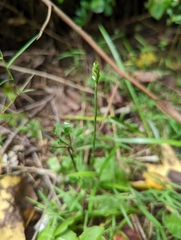 Spiranthes ovalis erostellata