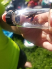 Dasymutilla bioculata