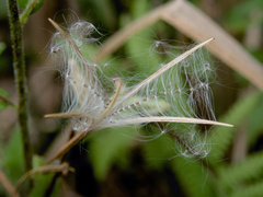 Epilobium parviflorum
