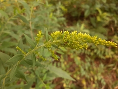 Solidago