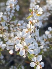 Leptospermum microcarpum