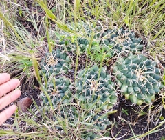 Mammillaria magnimamma