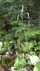 Anticlea occidentalis