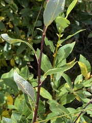 Salix monticola