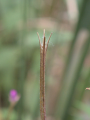 Epilobium parviflorum