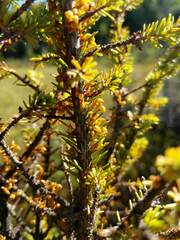 Arceuthobium pusillum