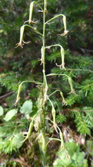 Anticlea occidentalis