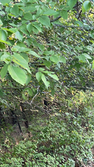 Ulmus rubra