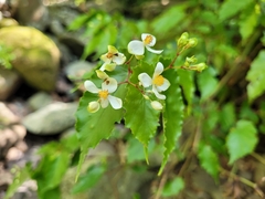 Begonia catharinensis