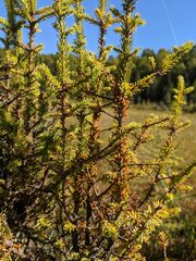 Arceuthobium pusillum