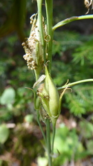 Anticlea occidentalis