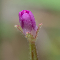 Epilobium parviflorum