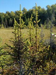 Arceuthobium pusillum