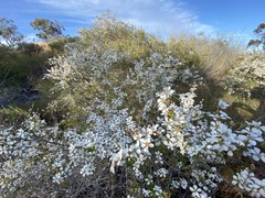 Leptospermum microcarpum
