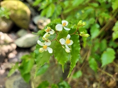 Begonia catharinensis