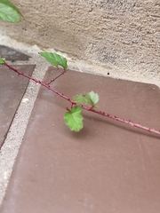 Rubus trivialis