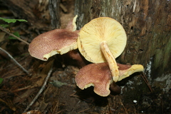 Tricholomopsis