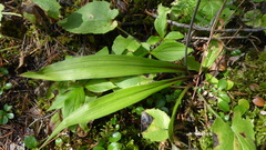 Anticlea occidentalis