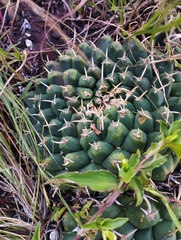 Mammillaria magnimamma