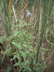 Epilobium parviflorum
